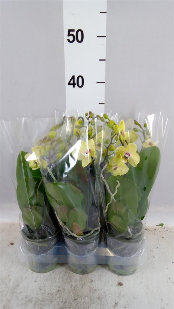 Горшечные цветы и растения оптом Phalaenopsis Multi. ... от 6шт (для телеги) из Голландии с доставкой по России
