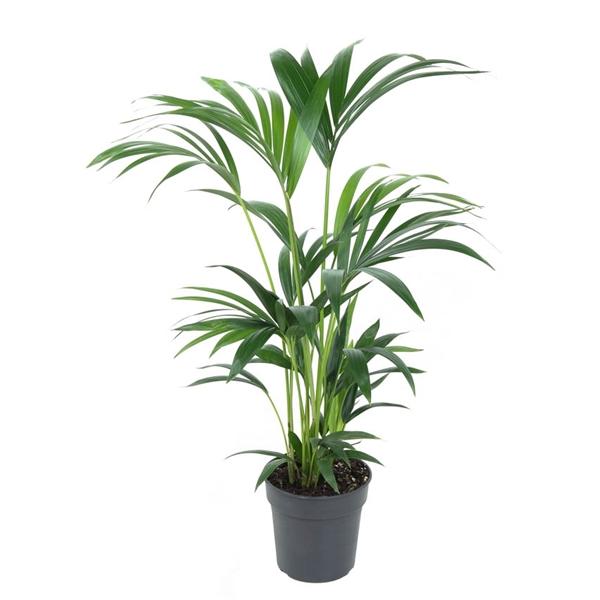 Горшечные цветы и растения оптом Howea Forsteriana 6pp от 1шт из Голландии с доставкой по России