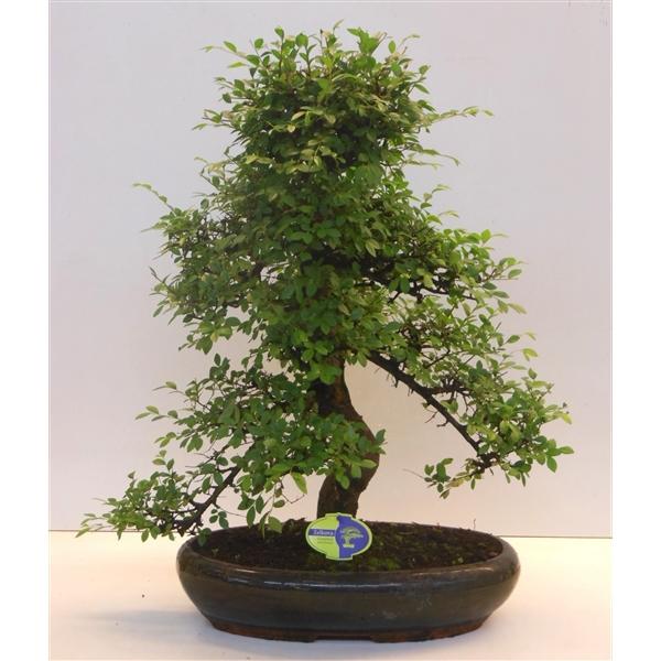 Горшечные цветы и растения оптом Bonsai Zelkova Parvifolia от 1шт из Голландии с доставкой по России