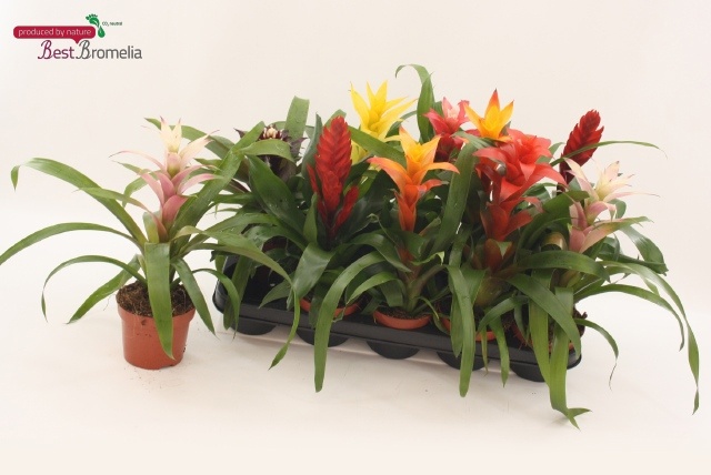 Горшечные цветы и растения оптом Bromelia Gem от 10шт из Голландии с доставкой по России