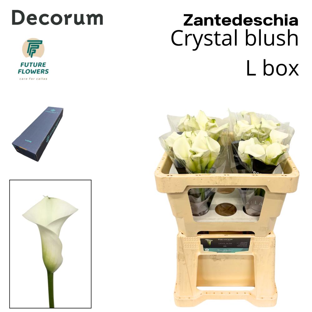 Срезанные цветы оптом Zantedeschia crystal blush от 240шт из Голландии с доставкой по России