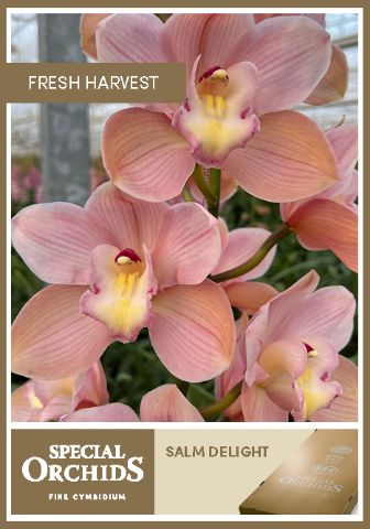 Срезанные цветы оптом Cymbidium pink salm delight от 4шт из Голландии с доставкой по России