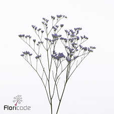 Срезанные цветы оптом Limonium utah blue от 800шт из Голландии с доставкой по России