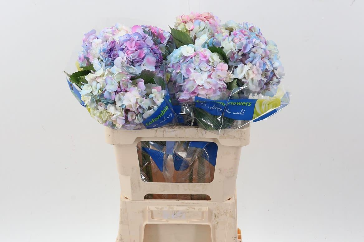 Срезанные цветы оптом Hydrangea от 10шт из Голландии с доставкой по России
