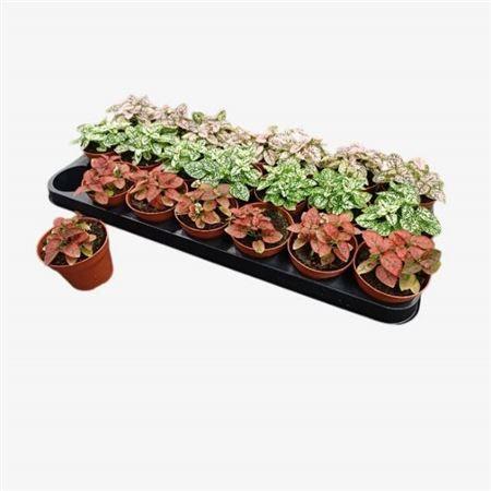 Горшечные цветы и растения оптом Hypoest Mix от 21шт (для телеги) из Голландии с доставкой по России Горшечные цветы и растения оптом Hypoest Mix от 21шт (для телеги) из Голландии с доставкой по России