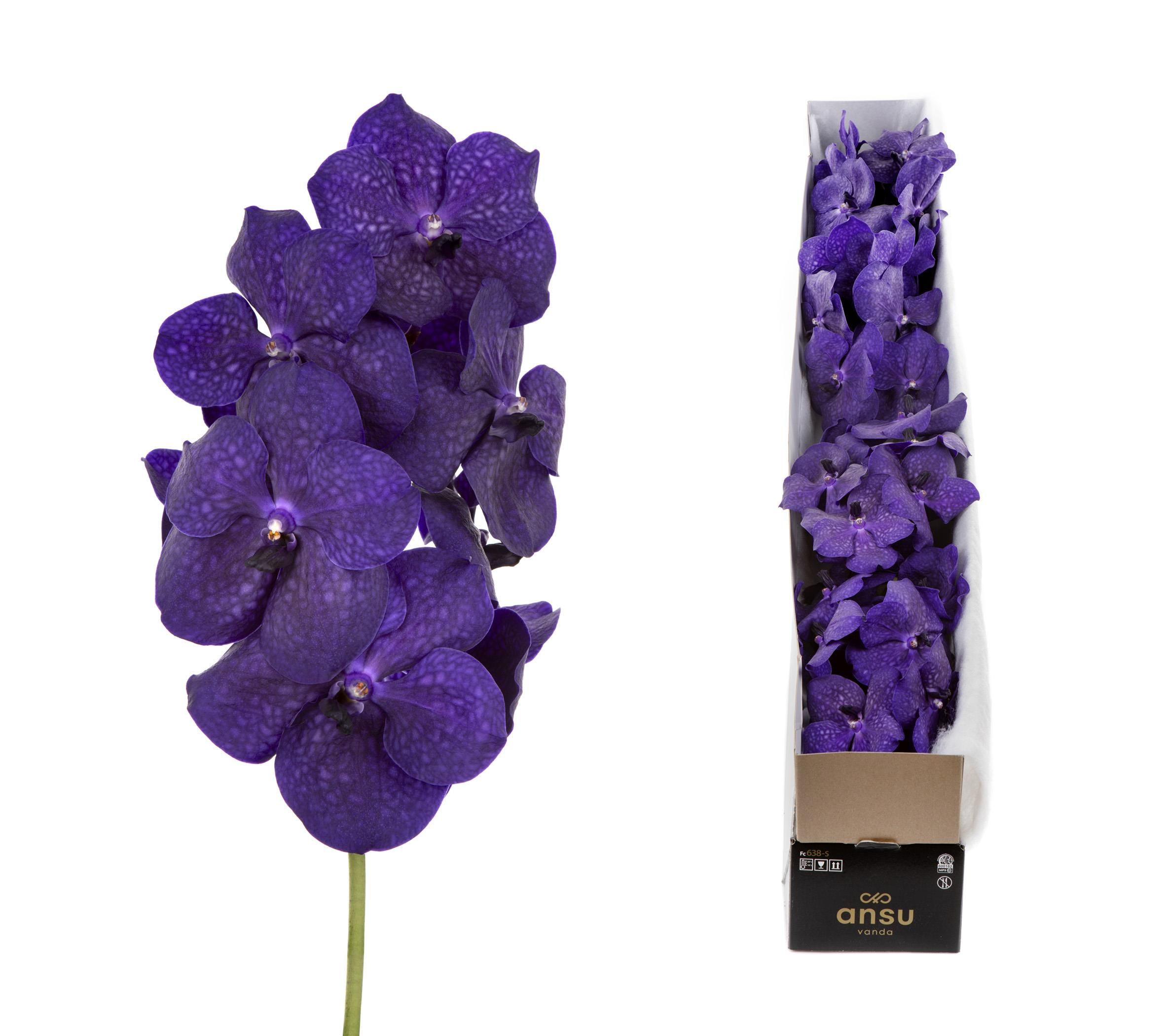 Срезанные цветы оптом Vanda violet blue per stem от 4шт из Голландии с доставкой по России