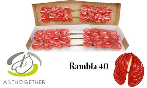 Срезанные цветы оптом Anthurium rambla от 40шт из Голландии с доставкой по России