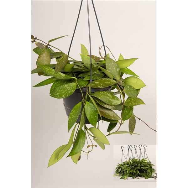 Горшечные цветы и растения оптом Hoya Carnosa Gracilis Hangpot от 6шт из Голландии с доставкой по России