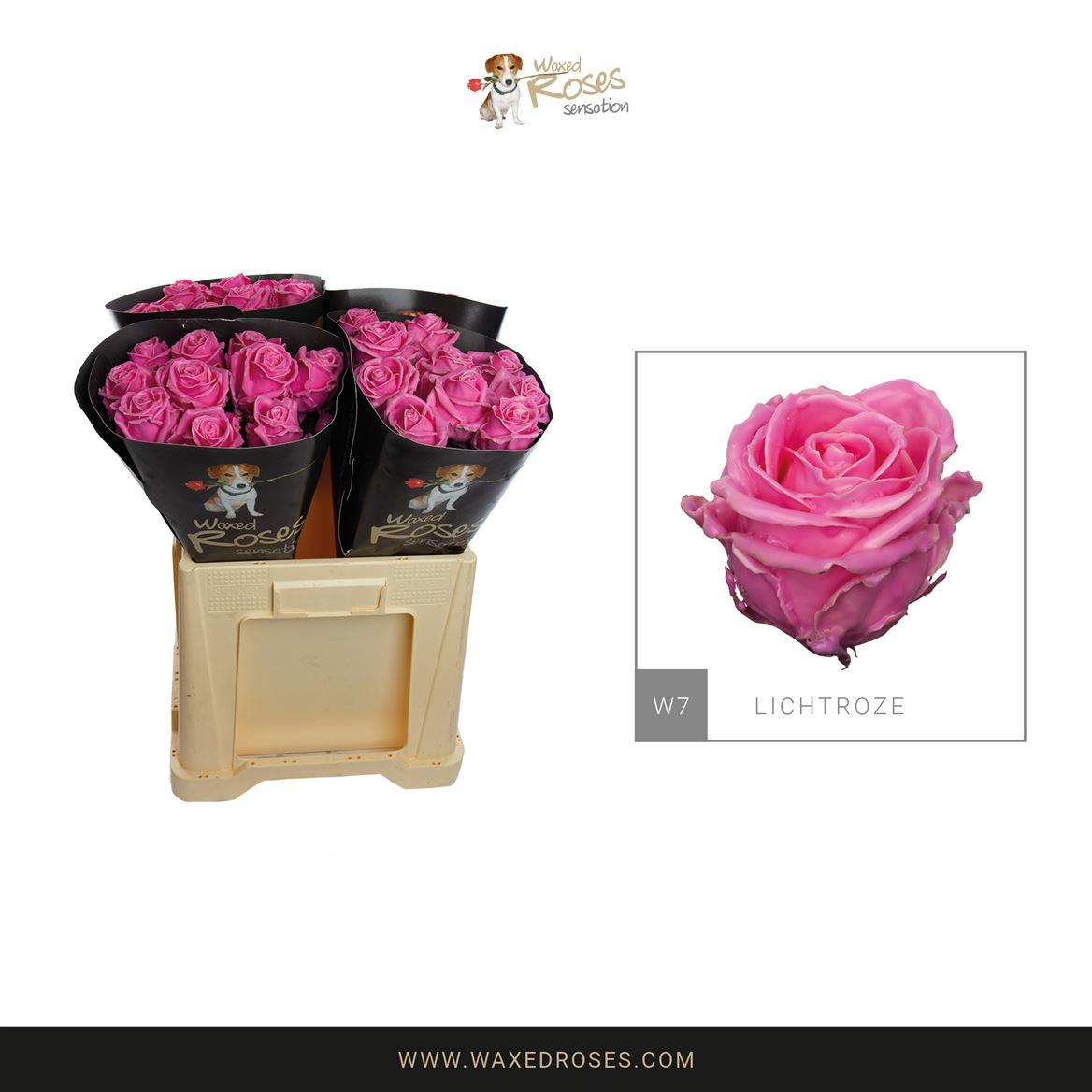 Срезанные цветы оптом Rosa large wax pink light 21 от 40шт из Голландии с доставкой по России
