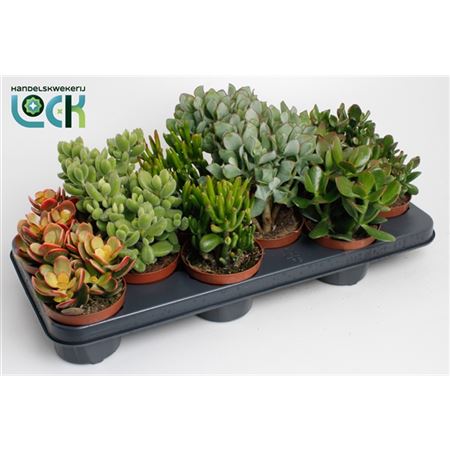 Горшечные цветы и растения оптом Crassula Mix от 12шт из Голландии с доставкой по России