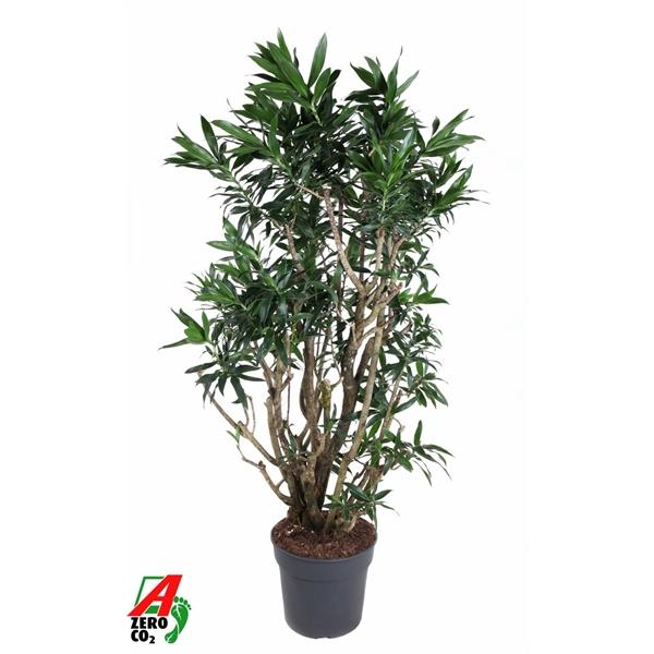 Горшечные цветы и растения оптом Dracaena Reflexa Branched от 1шт из Голландии с доставкой по России