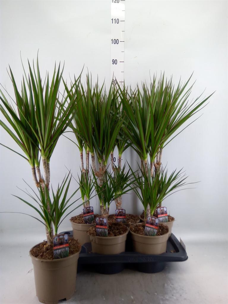 Горшечные цветы и растения оптом Dracaena Marg. от 6шт из Голландии с доставкой по России