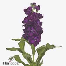 Срезанные цветы оптом Matthiola aida purple от 40шт из Голландии с доставкой по России