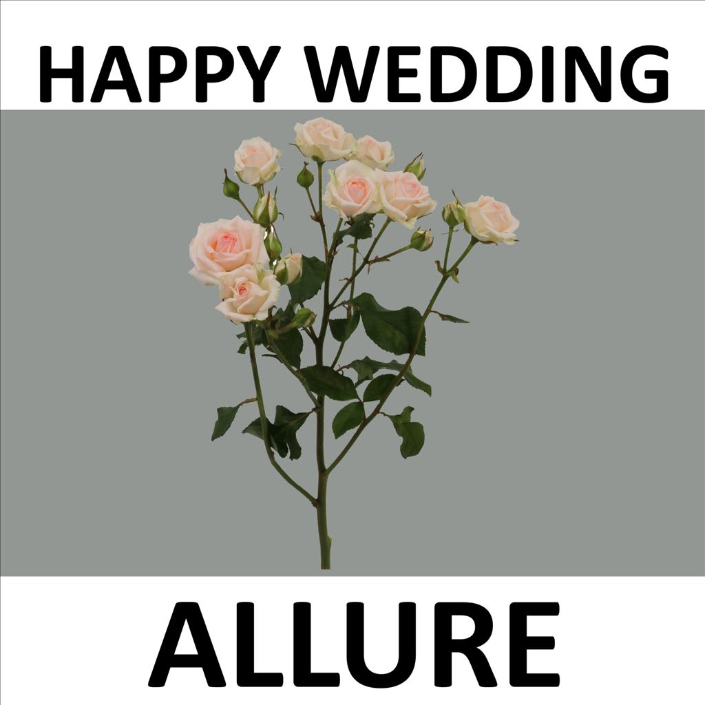 Срезанные цветы оптом Rosa spray happy wedding от 20шт из Голландии с доставкой по России
