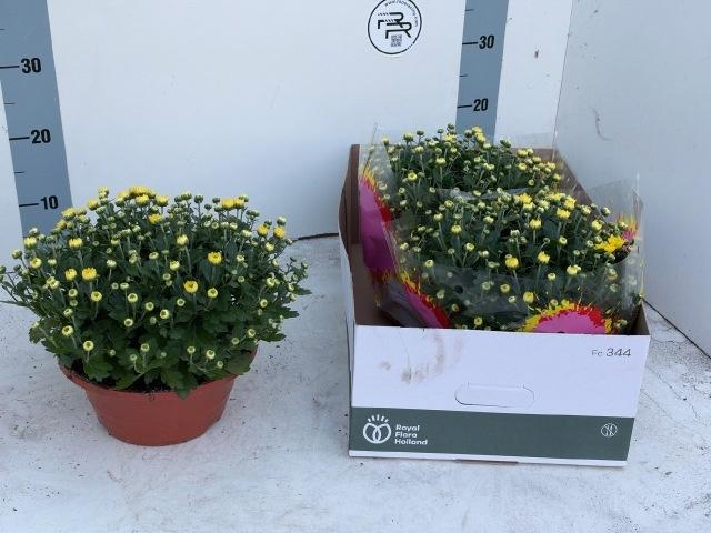 Горшечные цветы и растения оптом Chrys Chr Yellow от 3шт из Голландии с доставкой по России