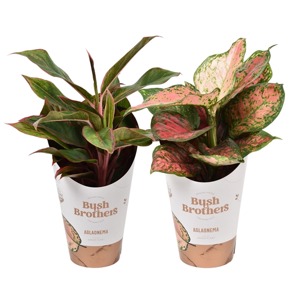 Горшечные цветы и растения оптом Aglaonema Mix Spotted Star En Light Star от 12шт из Голландии с доставкой по России