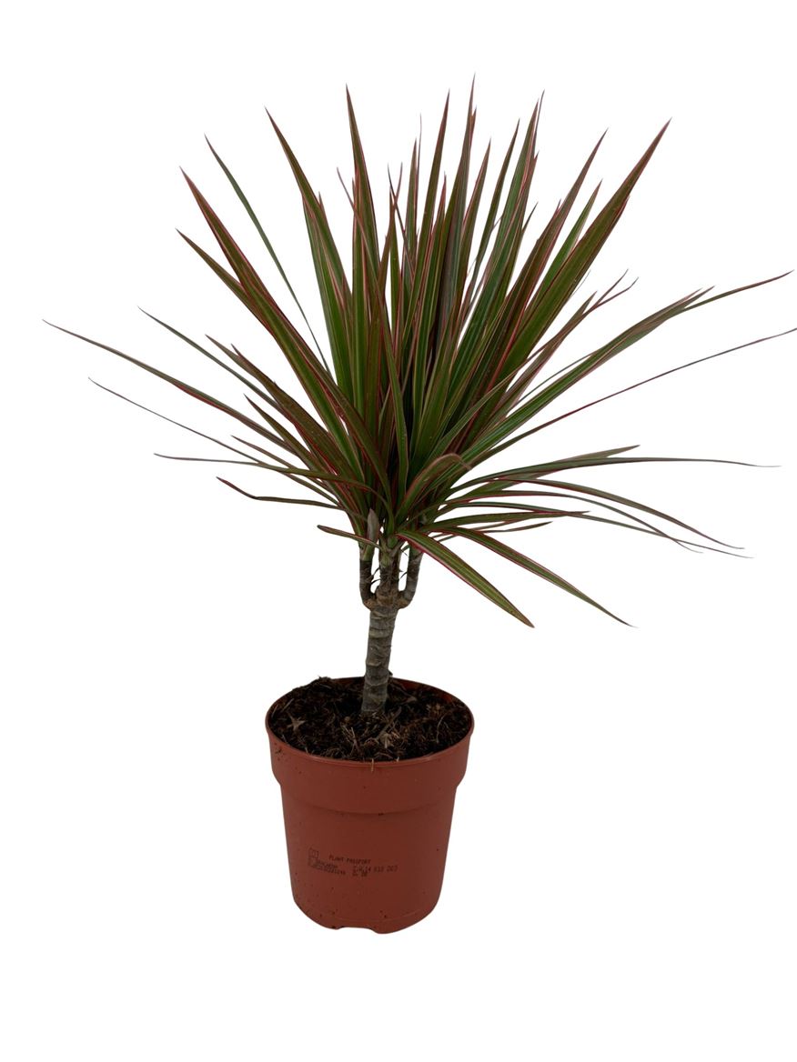 Горшечные цветы и растения оптом Drac Bicolor 15cm Stem от 10шт из Голландии с доставкой по России