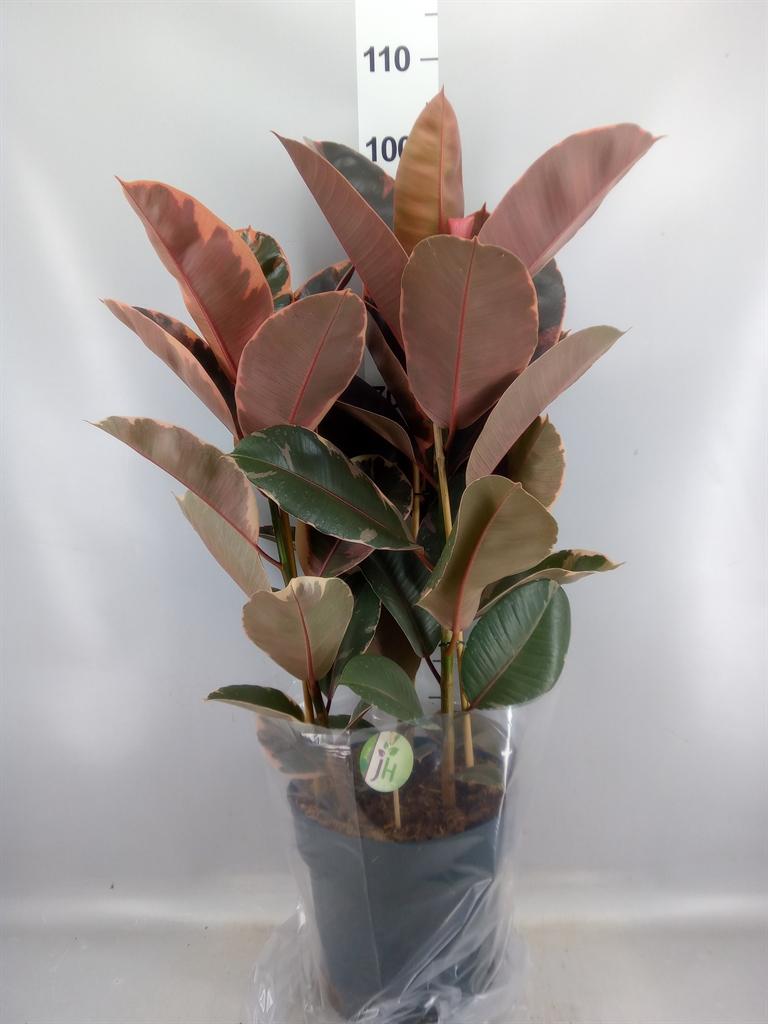 Горшечные цветы и растения оптом Ficus Elastica belize от 1шт из Голландии с доставкой по России
