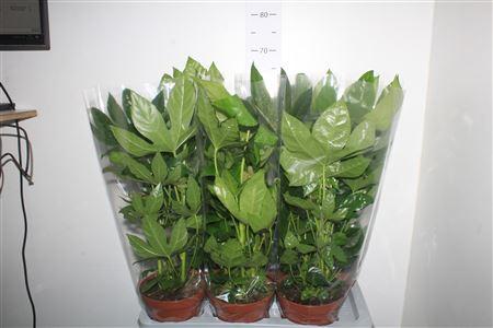 Горшечные цветы и растения оптом Fatsia Ov от 6шт из Голландии с доставкой по России