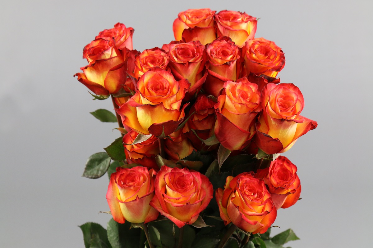 Срезанные цветы оптом Rosa ec high & magic от 100шт из Голландии с доставкой по России