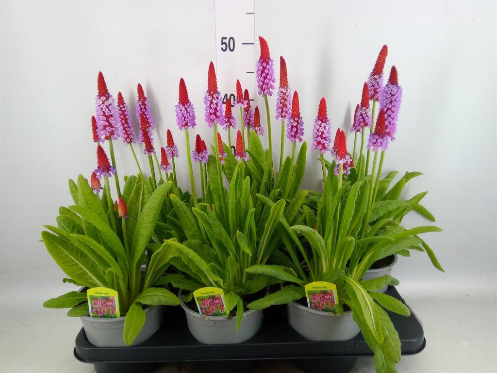 Горшечные цветы и растения оптом Primula Vialii от 6шт из Голландии с доставкой по России