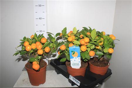 Горшечные цветы и растения оптом Citr Microcarpa 7 Vruchten +++ от 4шт (для телеги) из Голландии с доставкой по России