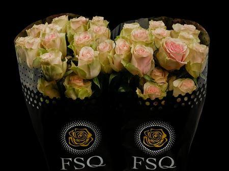 Срезанные цветы оптом Rosa ec frutetto от 60шт. из Голландии с доставкой по России