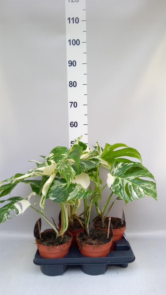 Горшечные цветы и растения оптом Monstera Delic. variegata от 4шт из Голландии с доставкой по России