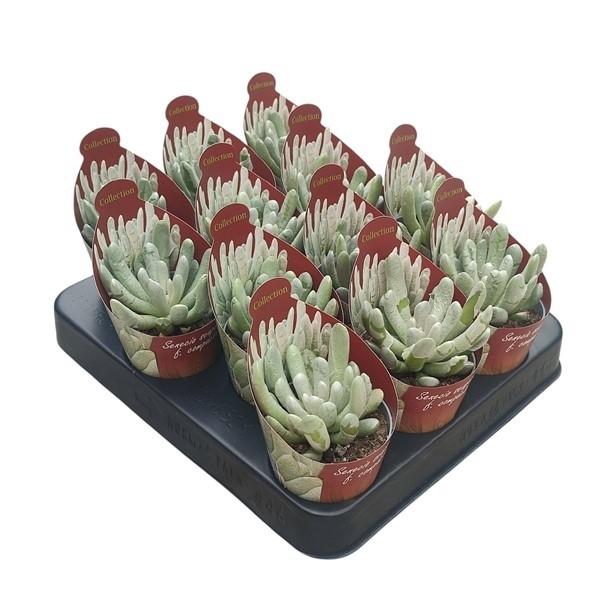 Горшечные цветы и растения оптом Senecio Pendulus Potcover от 12шт (для телеги) из Голландии с доставкой по России