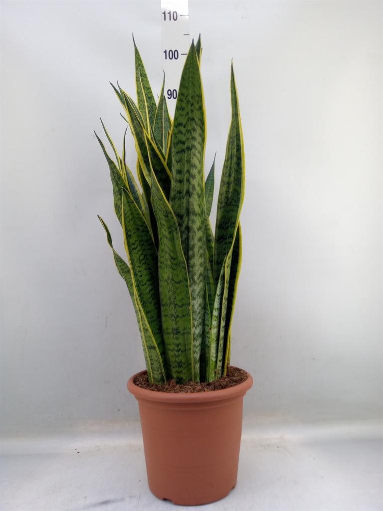 Горшечные цветы и растения оптом Sansevieria Laurentii от 1шт из Голландии с доставкой по России