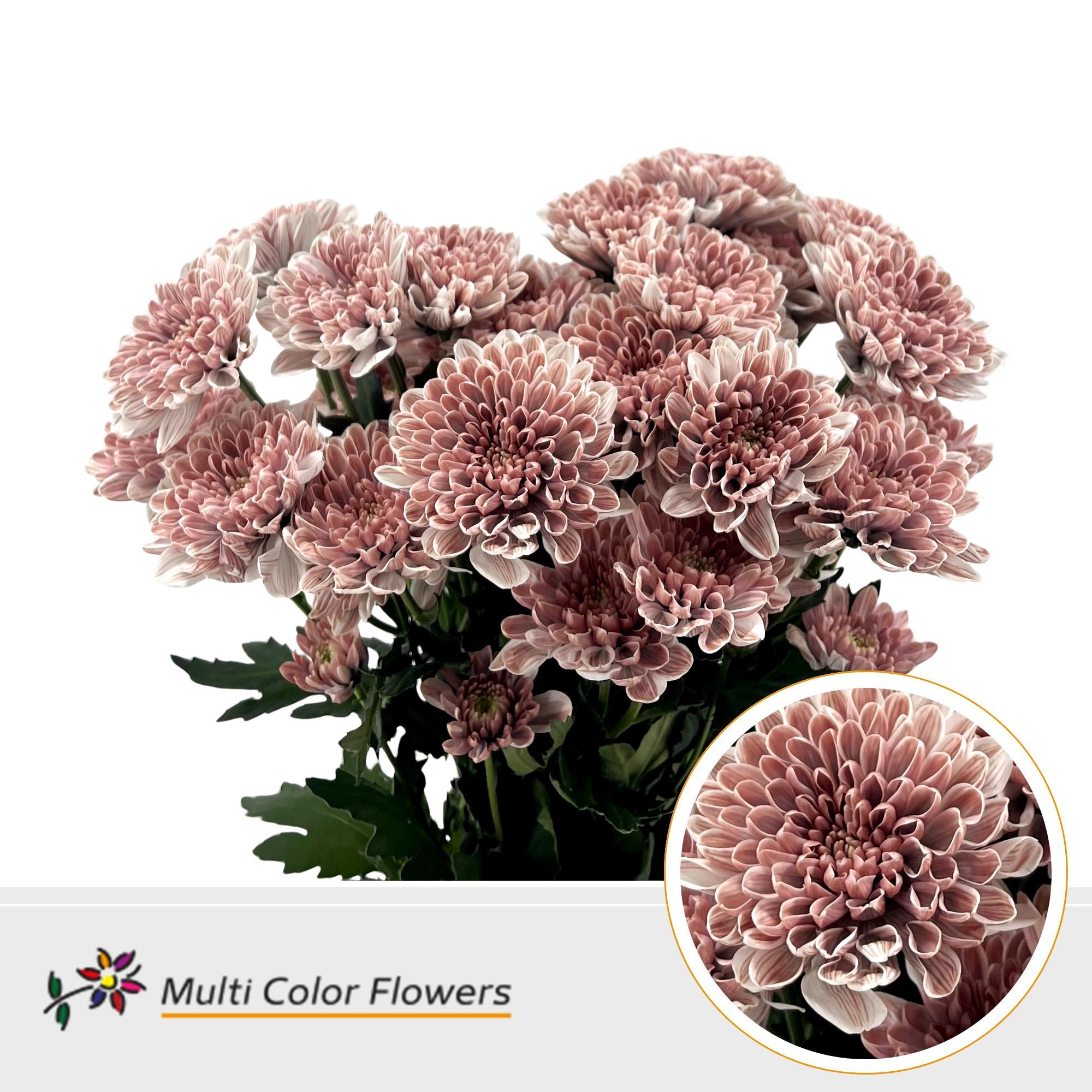 Срезанные цветы оптом Chrys sp paint altaj misty blush от 40шт из Голландии с доставкой по России