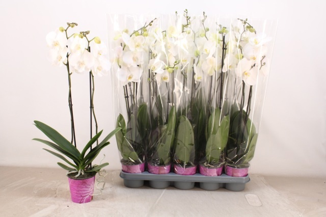 Горшечные цветы и растения оптом Phal Ov Wit от 10шт'' из Голландии с доставкой по России