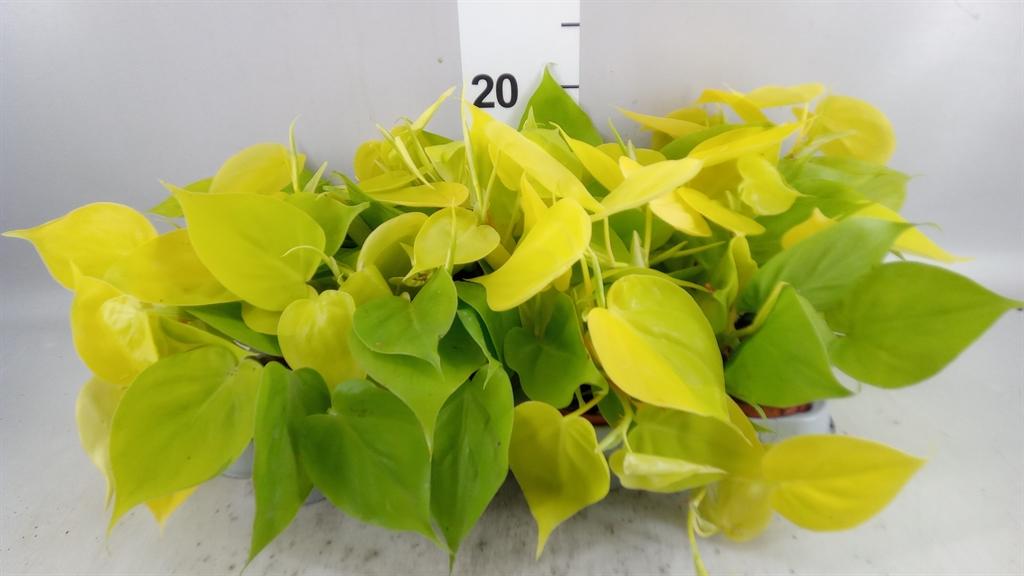 Горшечные цветы и растения оптом Philodendron ... от 12шт (для телеги) из Голландии с доставкой по России