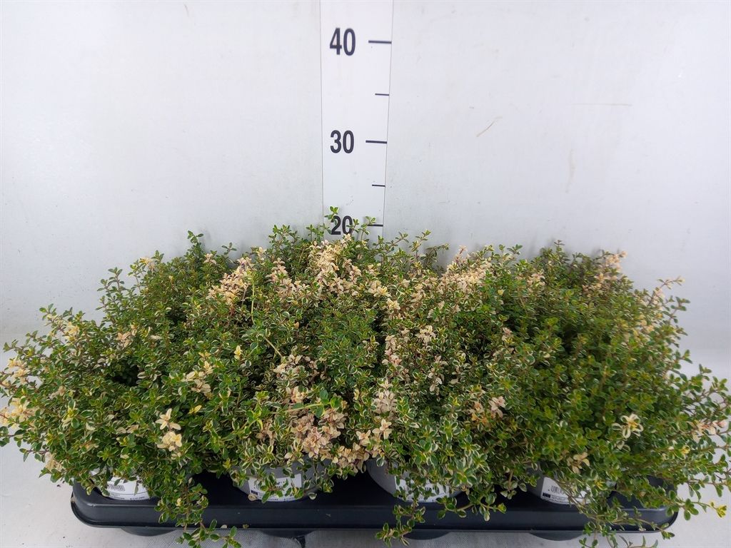 Горшечные цветы и растения оптом Thymus Vulgaris от 8шт из Голландии с доставкой по России