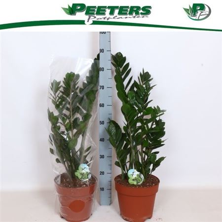 Горшечные цветы и растения оптом Zamio Zamiifolia 7+ P24 от 1шт из Голландии с доставкой по России