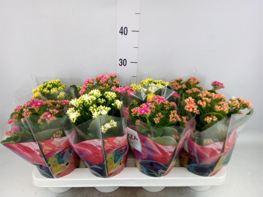 Горшечные цветы и растения оптом Kalanchoe Blos.   ..rosebud Mix  5 от 8шт из Голландии с доставкой по России