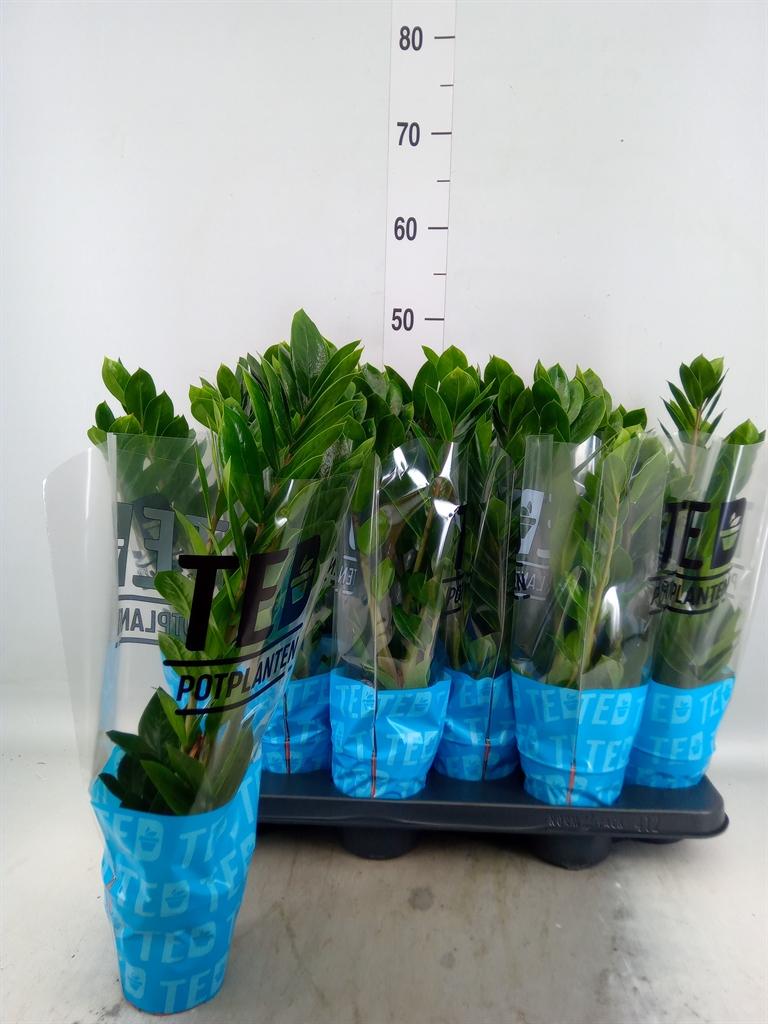 Горшечные цветы и растения оптом Zamioculcas Zamiifolia от 12шт из Голландии с доставкой по России