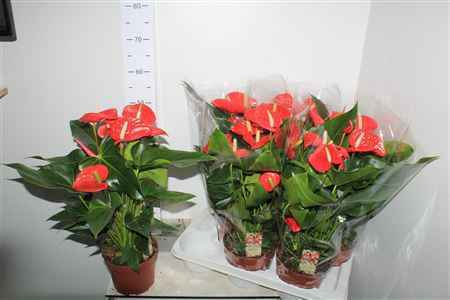 Горшечные цветы и растения оптом Anthu An Felicita 8+ от 6шт из Голландии с доставкой по России