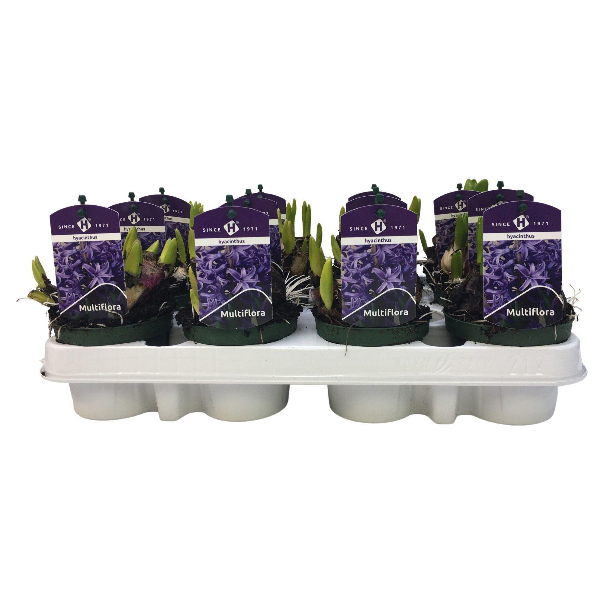 Горшечные цветы и растения оптом Hyacinthus Multiflora от 12шт (для телеги) из Голландии с доставкой по России