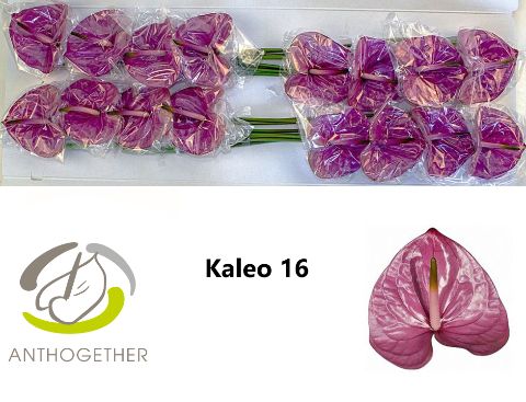 Срезанные цветы оптом Anthurium kaleo от 16шт из Голландии с доставкой по России