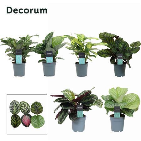 Горшечные цветы и растения оптом Calat Gem Decorum от 6шт из Голландии с доставкой по России