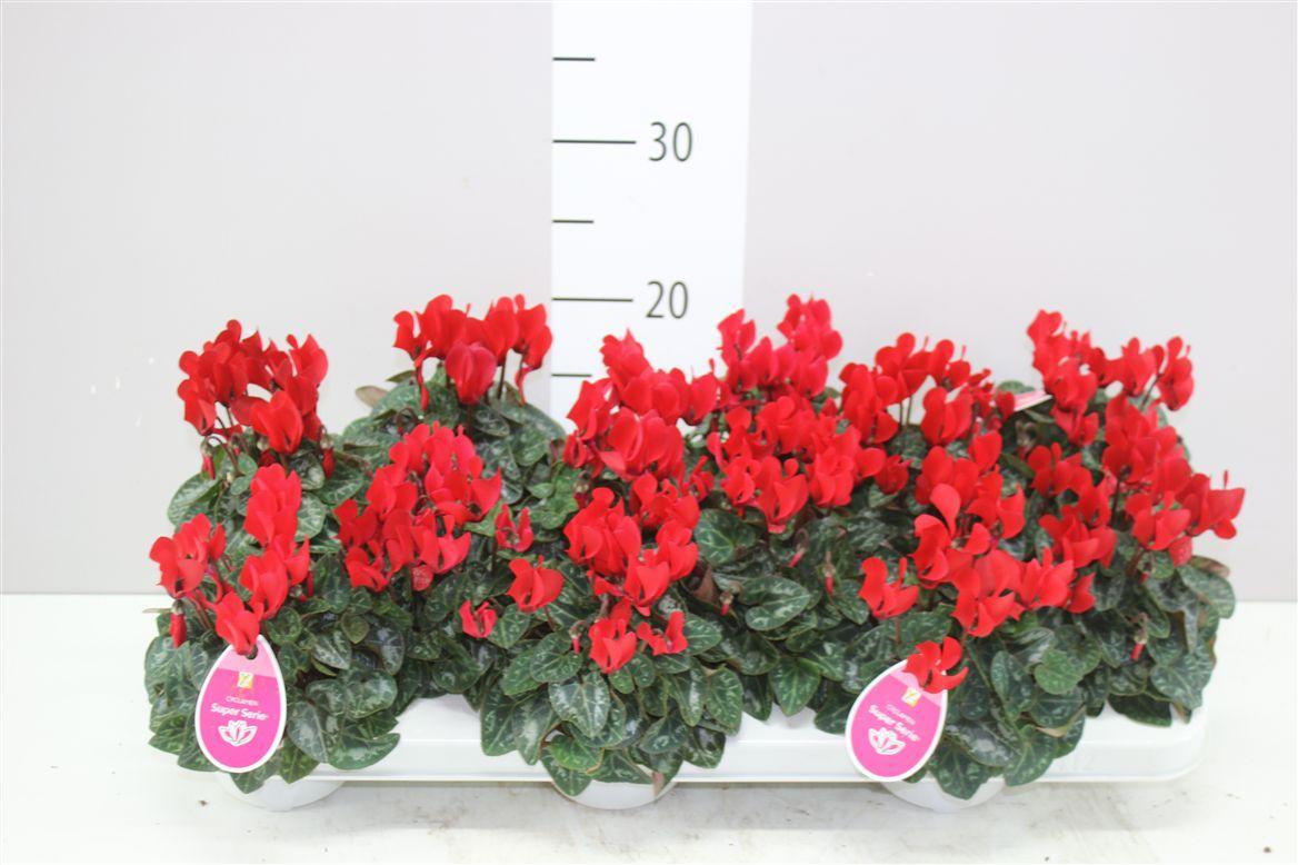Горшечные цветы и растения оптом Cyclamen Kl Midori Rood от 12шт (для телеги) из Голландии с доставкой по России