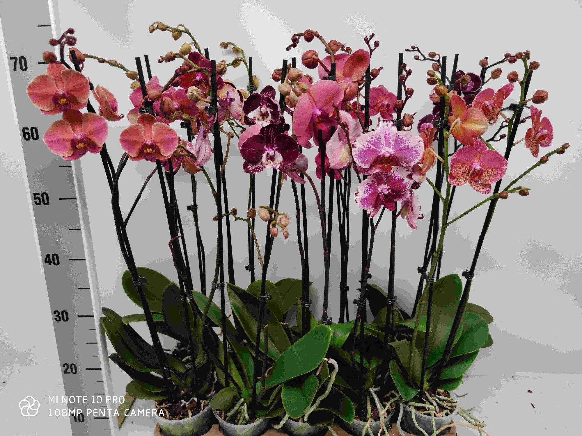 Горшечные цветы и растения оптом Phal 2st Burgundy (phalaenova) от 10шт из Голландии с доставкой по России