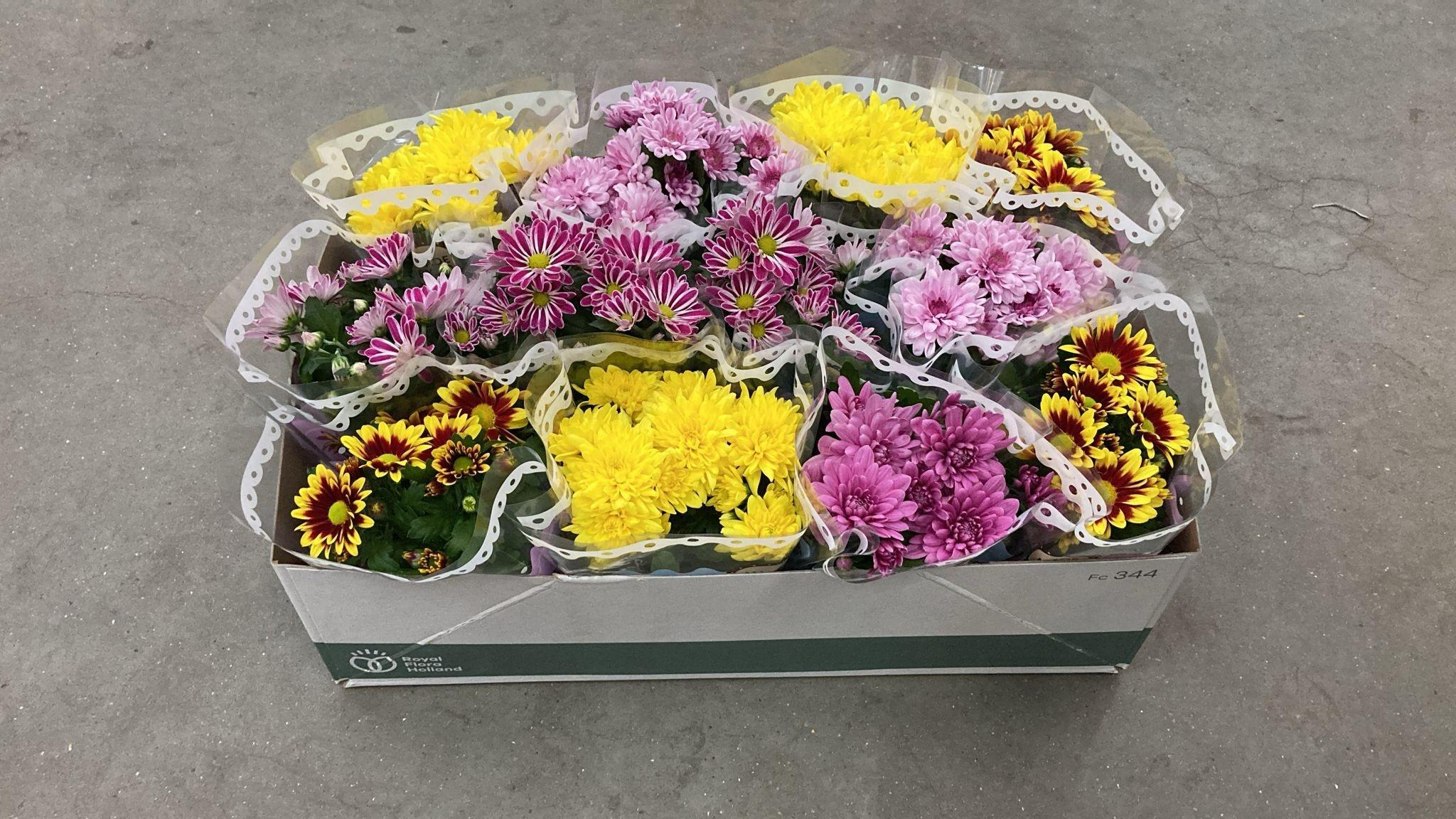 Горшечные цветы и растения оптом Chrys Gem 5 Kl от 12шт из Голландии с доставкой по России