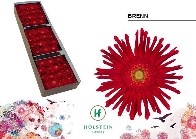 Срезанные цветы оптом Gerbera gerpasta brenn от 45шт из Голландии с доставкой по России