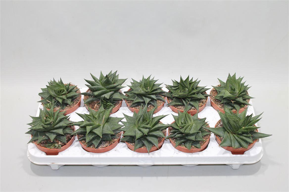 Горшечные цветы и растения оптом Haworthia Limifolia Twist от 10шт из Голландии с доставкой по России