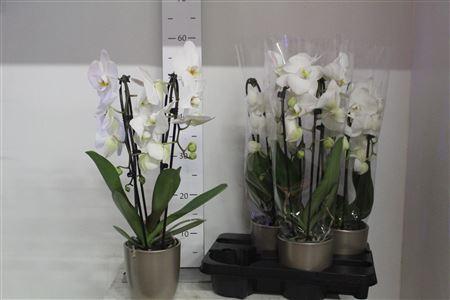 Горшечные цветы и растения оптом Phal El Cascade White 2 Branches 14+hugo Champagne от 4шт из Голландии с доставкой по России