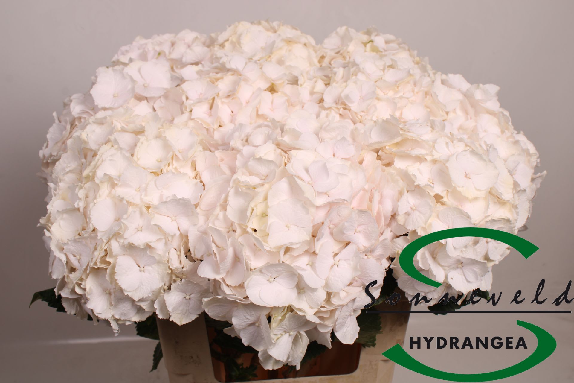 Срезанные цветы оптом Hydrangea sweet verena от 10шт. из Голландии с доставкой по России