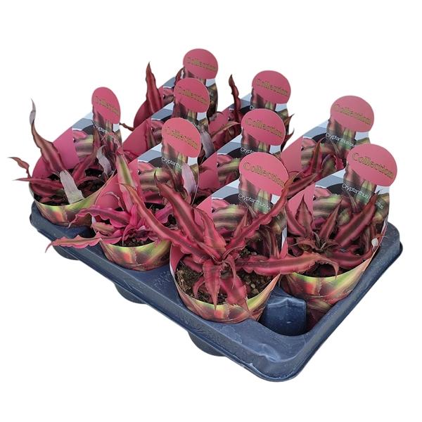 Горшечные цветы и растения оптом Cryptanthus Bivittatus Collection Wit от 9шт из Голландии с доставкой по России