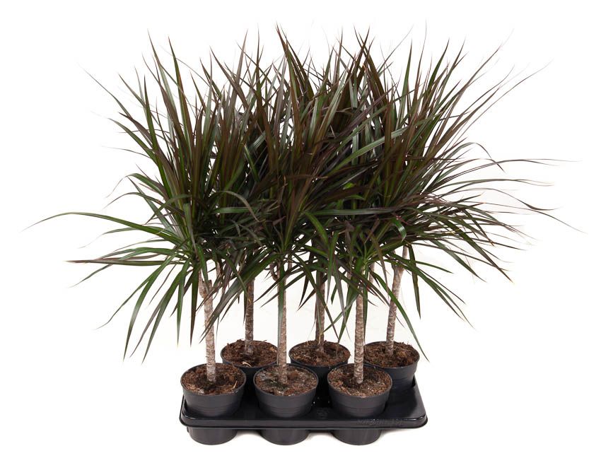 Горшечные цветы и растения оптом Dracaena Magenta 15cm Stam P13 от 6шт из Голландии с доставкой по России